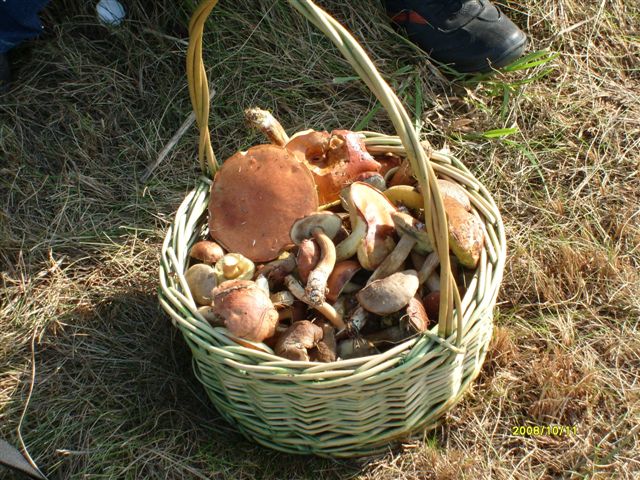 Wyprawa do Nieborowa